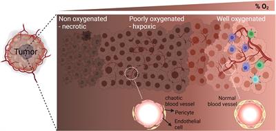 The Promise of Targeting Hypoxia to Improve Cancer Immunotherapy: Mirage or Reality?